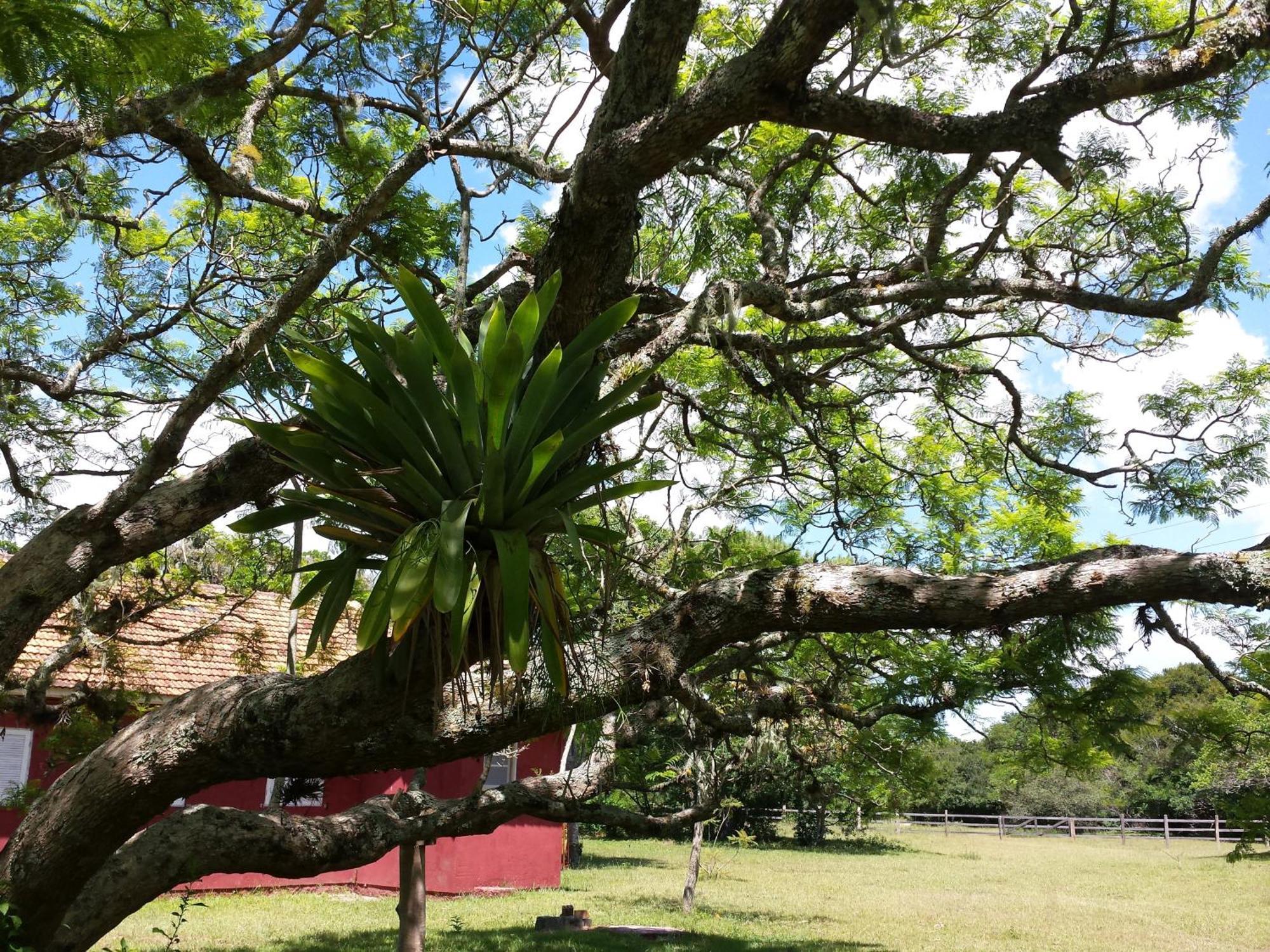 Aldeia Santuario Das Aves Tavares Cameră foto